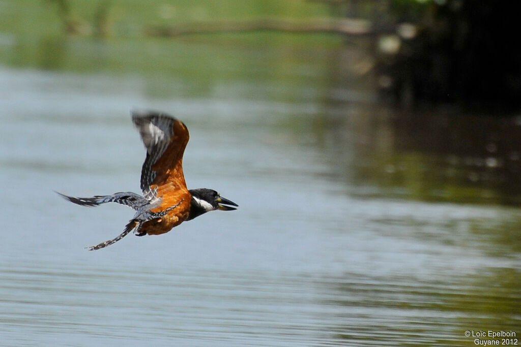 Ringed Kingfisher