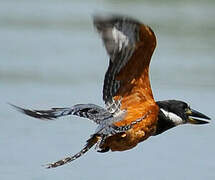 Ringed Kingfisher