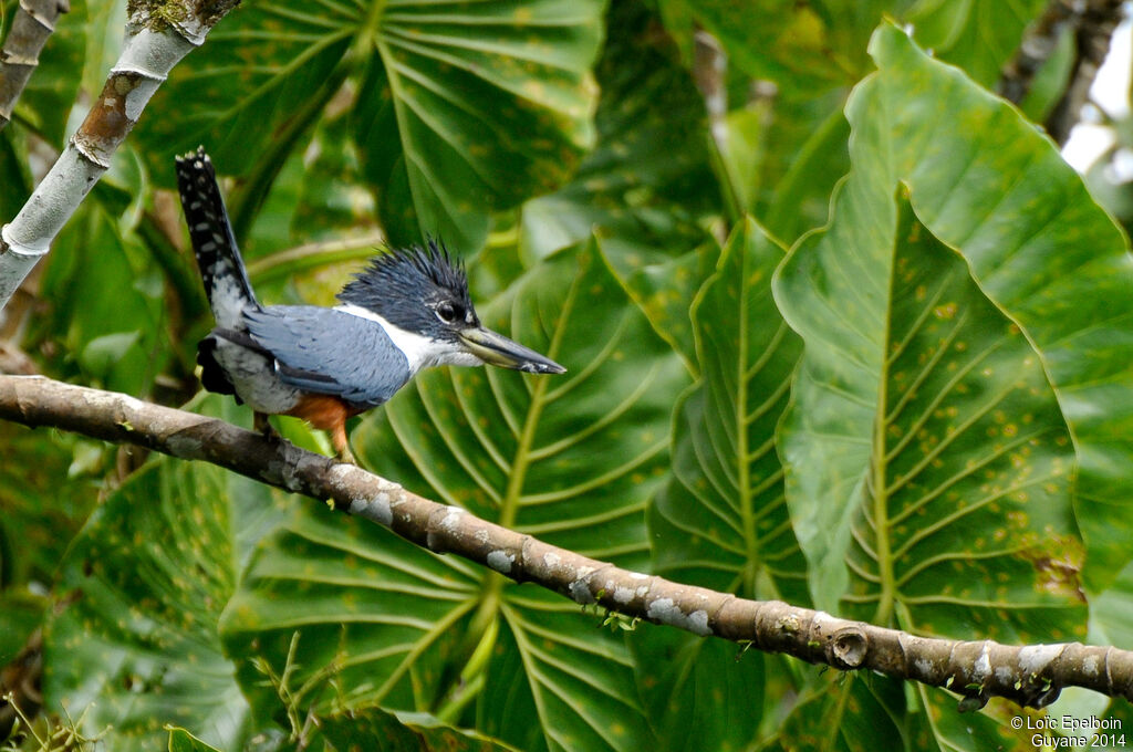 Ringed Kingfisher