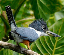 Ringed Kingfisher