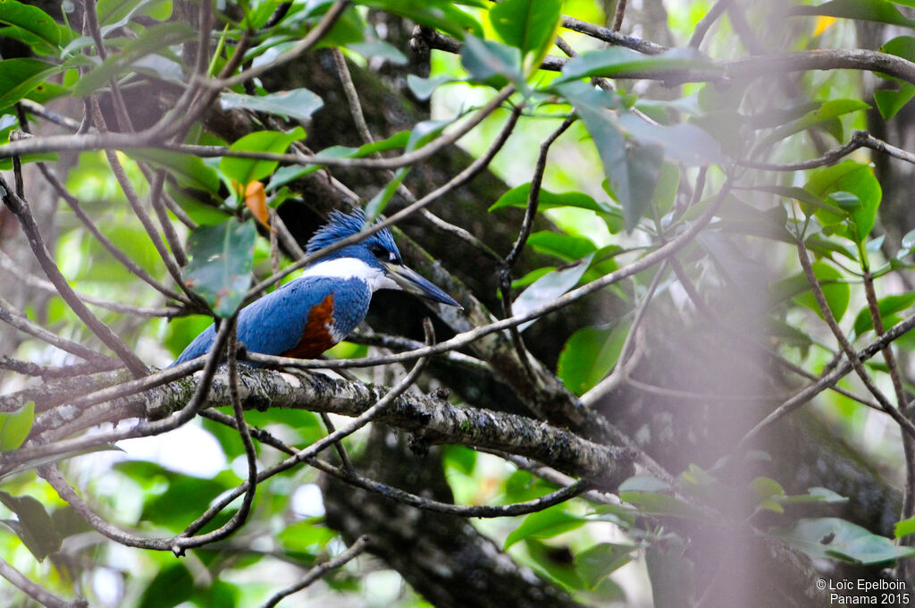 Ringed Kingfisher