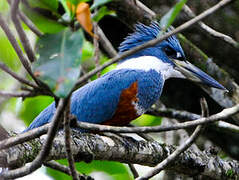 Ringed Kingfisher