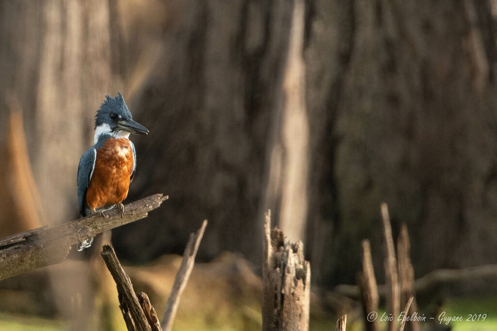 Ringed Kingfisher