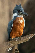 Ringed Kingfisher