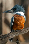 Ringed Kingfisher