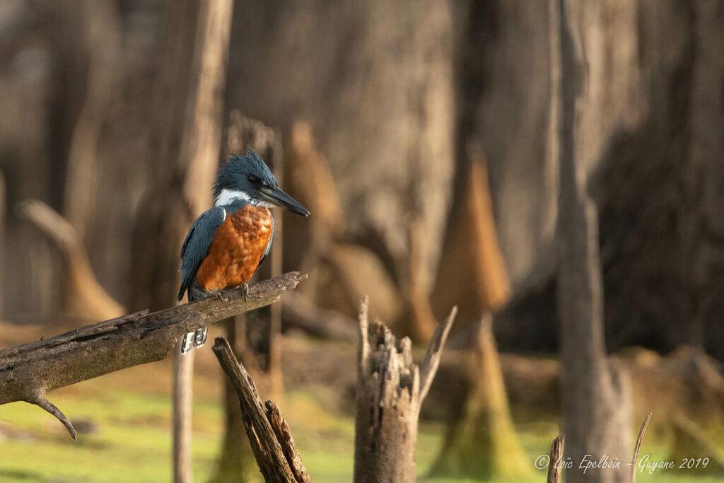 Ringed Kingfisher