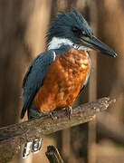 Ringed Kingfisher