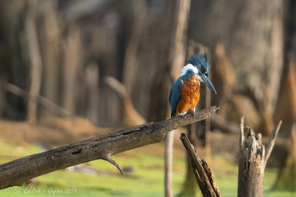 Ringed Kingfisher