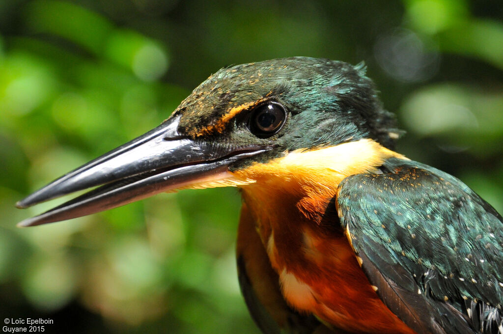 Green-and-rufous Kingfisher