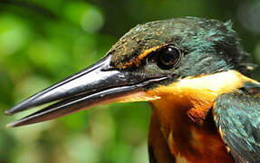 Green-and-rufous Kingfisher