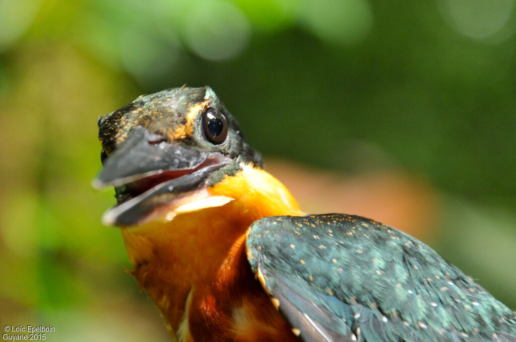 Green-and-rufous Kingfisher