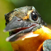 Green-and-rufous Kingfisher