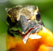 Green-and-rufous Kingfisher