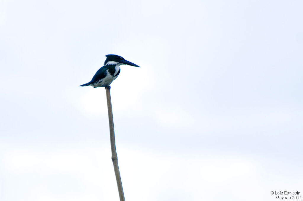 Amazon Kingfisher