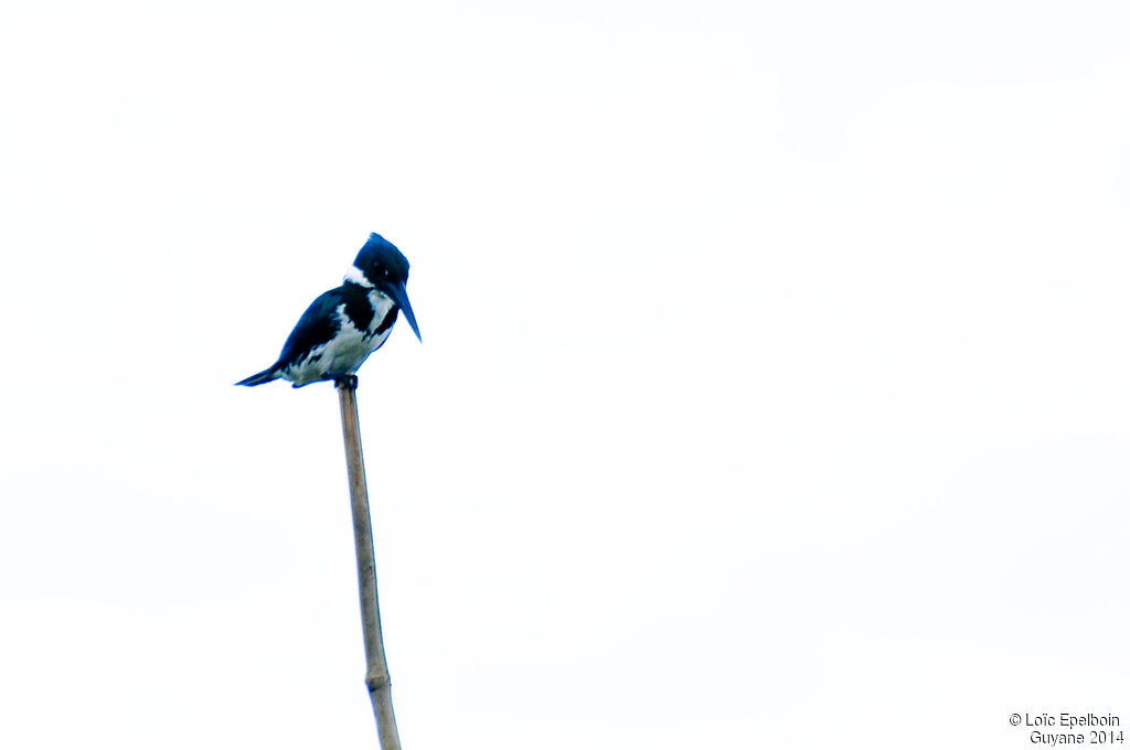 Amazon Kingfisher