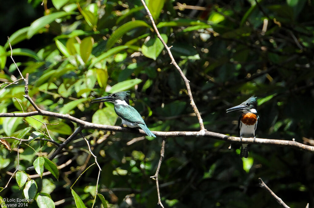 Amazon Kingfisher