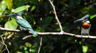 Amazon Kingfisher