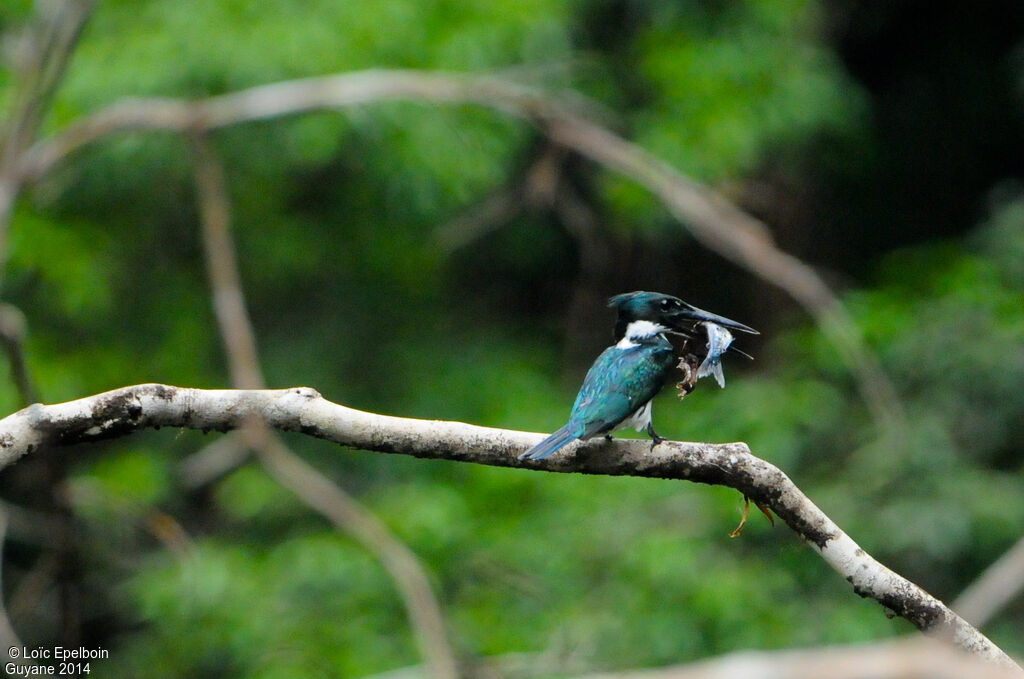 Amazon Kingfisher