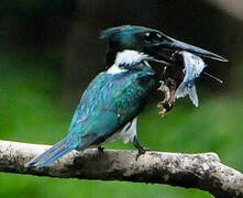 Amazon Kingfisher