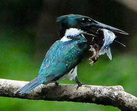 Martin-pêcheur d'Amazonie