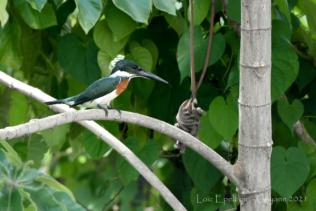 Amazon Kingfisher