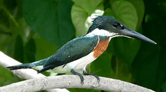 Martin-pêcheur d'Amazonie