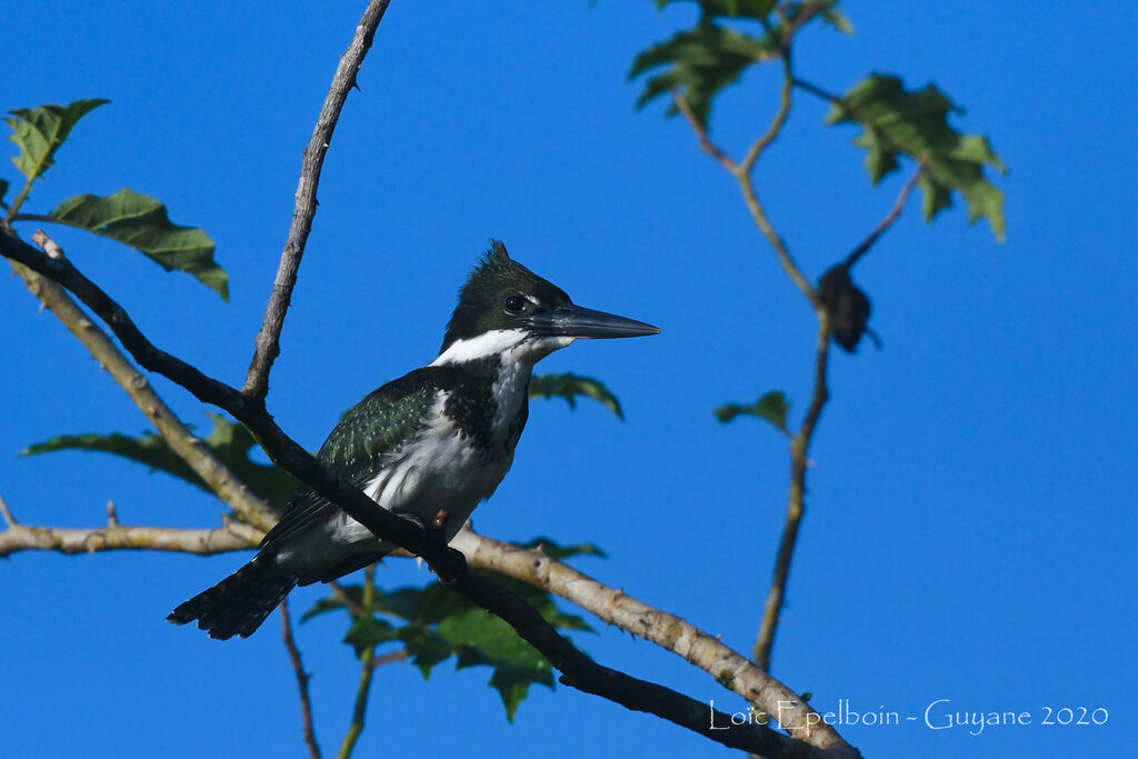 Amazon Kingfisher female adult