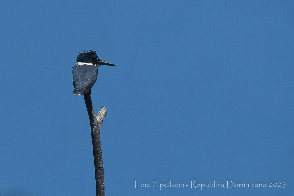 Belted Kingfisher