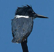 Belted Kingfisher