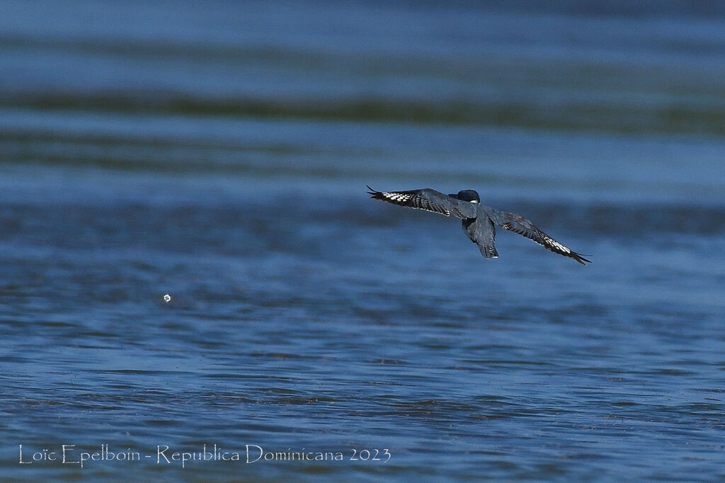 Belted Kingfisher