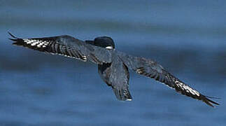 Belted Kingfisher