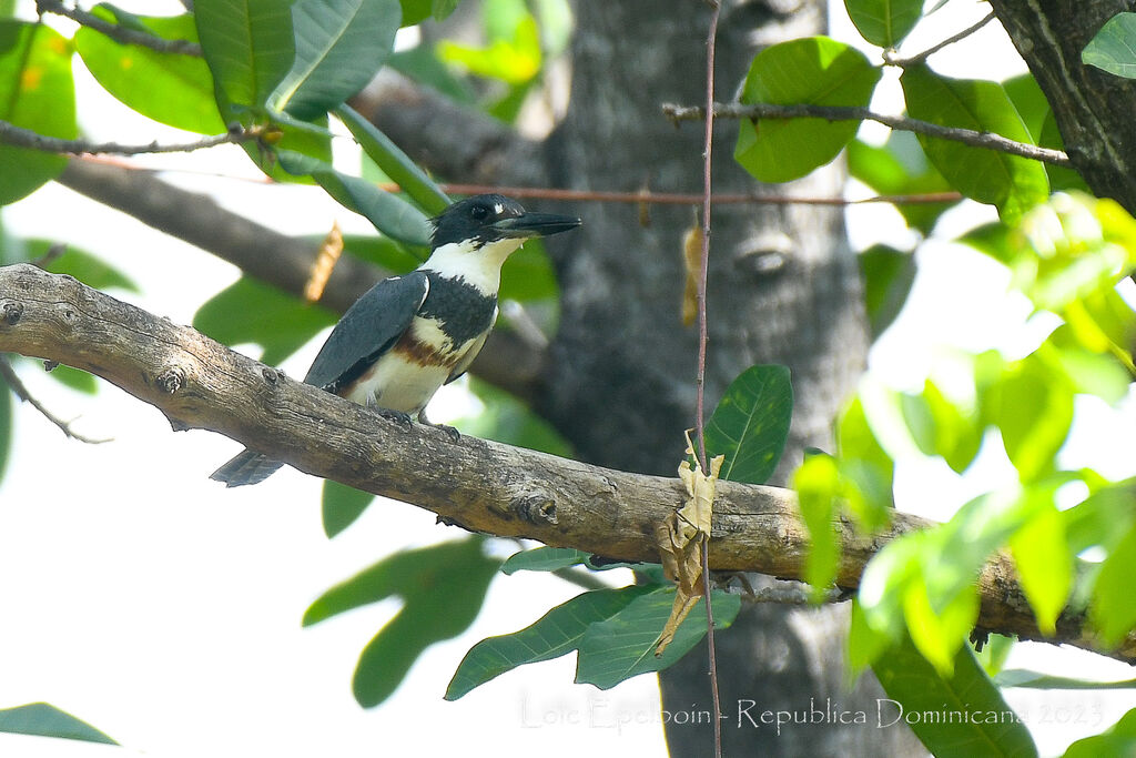 Belted Kingfisher