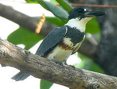 Belted Kingfisher