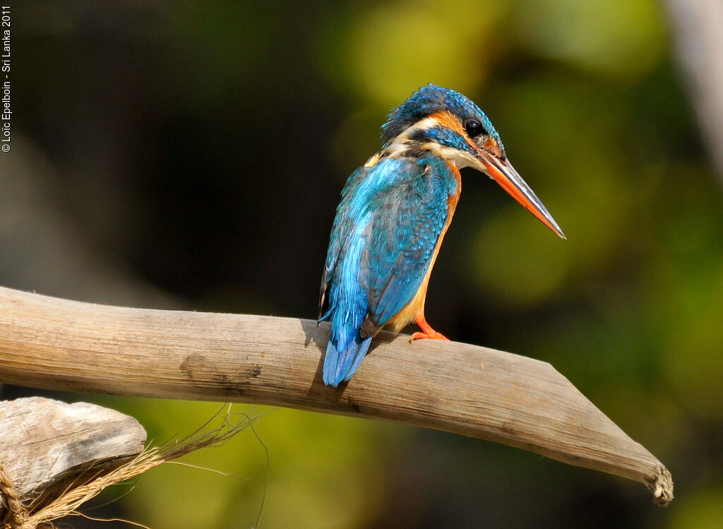 Common Kingfisher