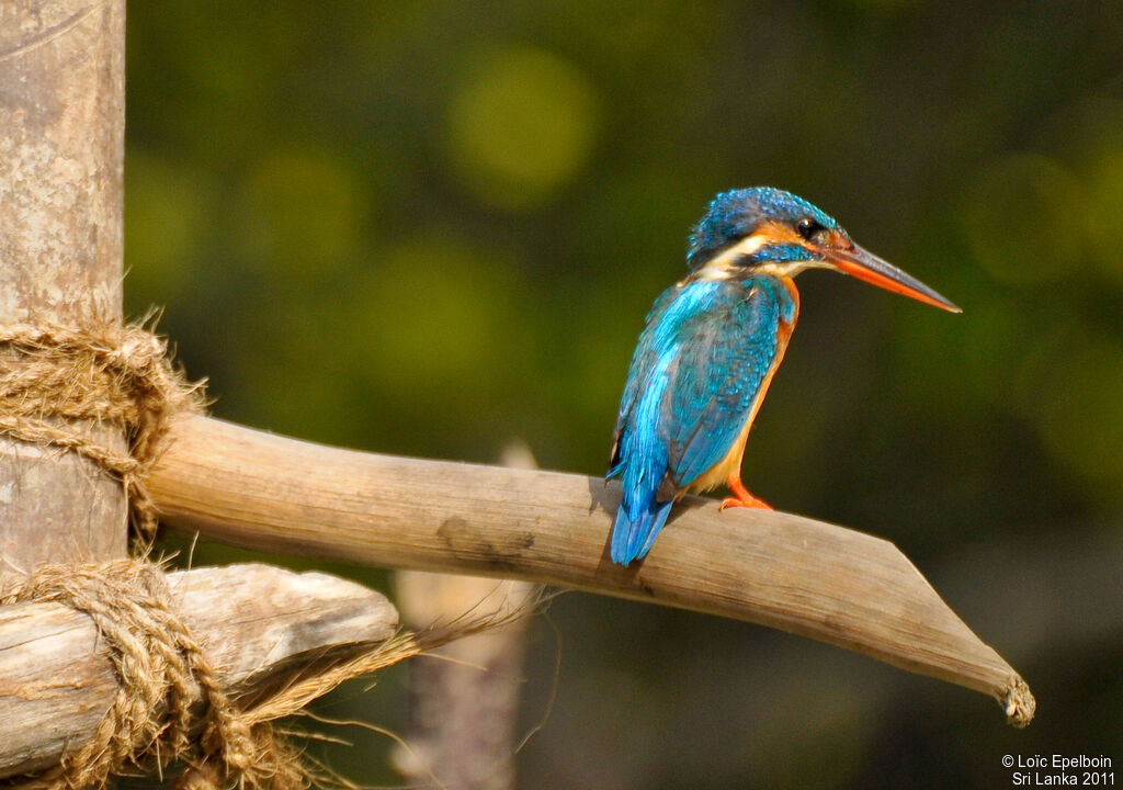 Common Kingfisher