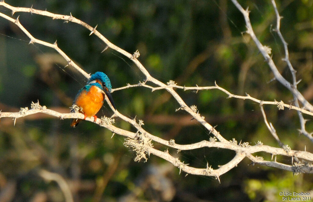 Common Kingfisher