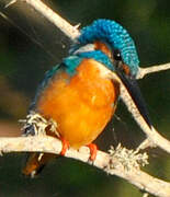 Common Kingfisher