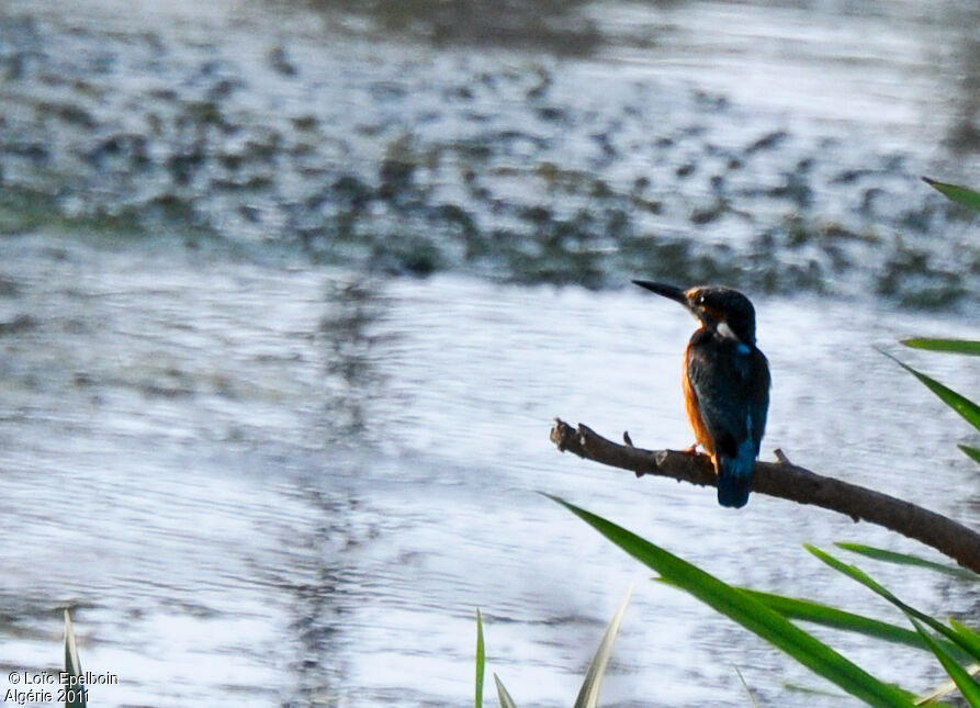 Common Kingfisher