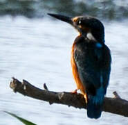 Common Kingfisher