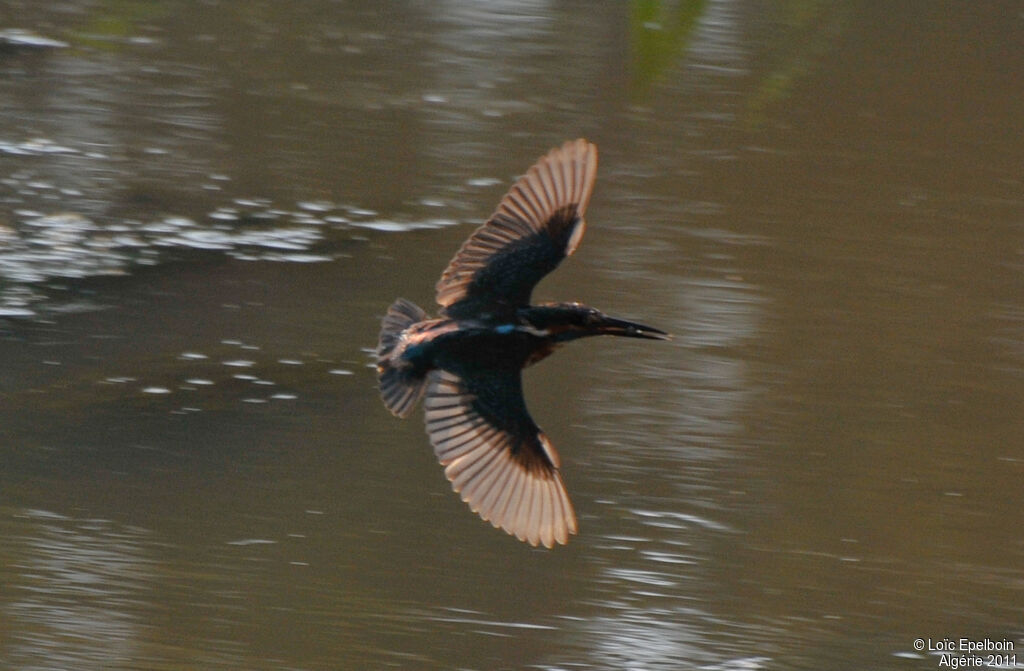 Common Kingfisher