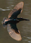 Common Kingfisher