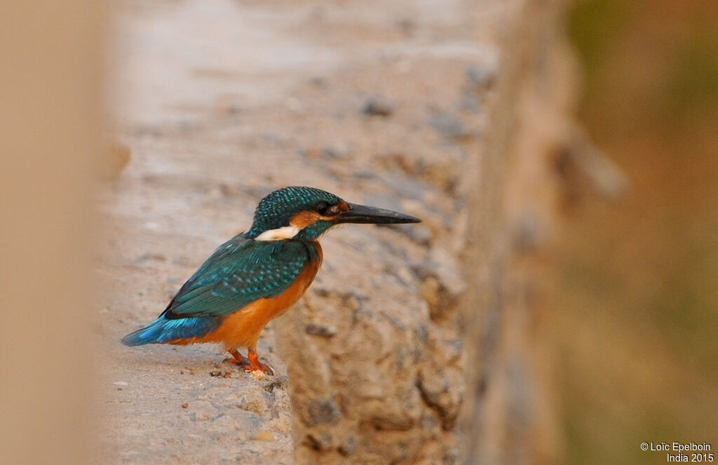 Common Kingfisher