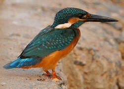 Common Kingfisher