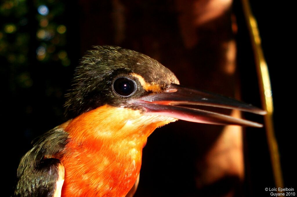 American Pygmy Kingfisher