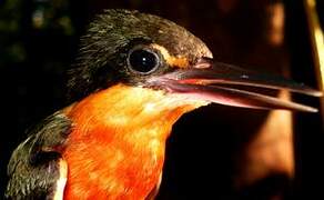 American Pygmy Kingfisher