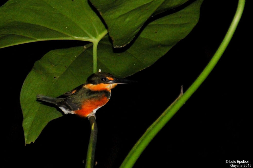 American Pygmy Kingfisher