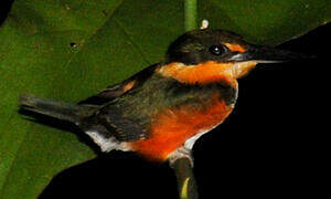 American Pygmy Kingfisher