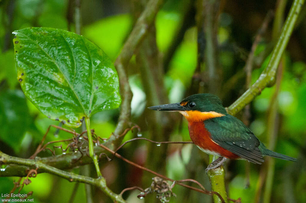 Martin-pêcheur nain mâle adulte, identification