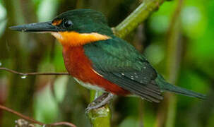 American Pygmy Kingfisher