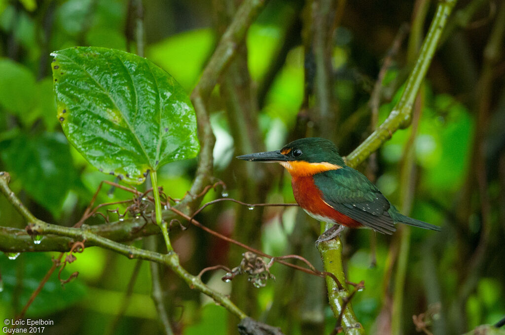 American Pygmy Kingfisher